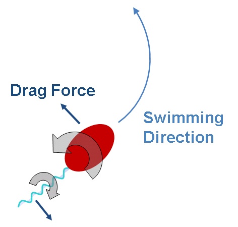 Bacterial Stroke: This image shows how opposite rotation of the head and tail of the single-celled microbe Caulobacter crescentus creates drag, which helps dictate the bacterium's swimming direction in a fluid. The other influence is a phenomenon called Brownian motion.